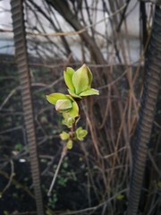 green leaves of a tree