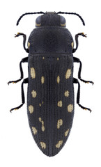 Beetle Acmaeodera biseriata on a white background