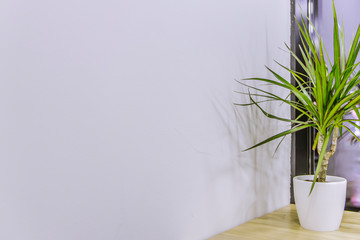white wall interior background with green plant vase decoration object on wooden office table surface, empty copy space for your text here  