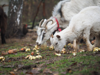 Goats with goats eat apples on the farm