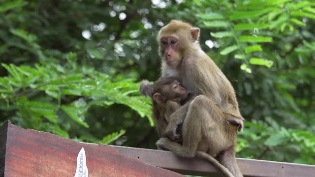 Wild monkeys move to live in the zoo area. Looking for food for tourists. footage video 4k.