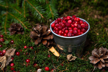 natural environment. ecology