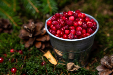 natural environment. ecology