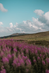Obraz na płótnie Canvas Champ sur un plateau de moyenne montagne sous un ciel nuageux, avec des fleurs violettes au premier plan
