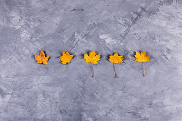 Maple leaves on grey concrete background.