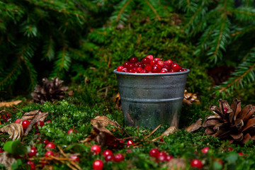 forest red berry in a dipper in a forest clearing under the branches of a fir tree. natural environment.