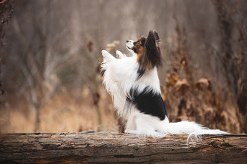 Profile portrait of Papillon dog sitting with paw up in the forest. Beautiful and happy Continental toy spaniel
