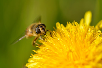 Schwebfliege auf Löwenzahn	