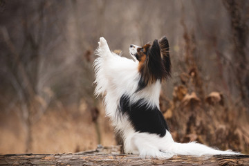 Profile portrait of Papillon dog sitting with paw up in the forest. Beautiful and happy Continental...