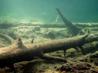 Fallen trees over peat bottom in freshwater lake