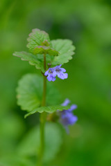 Gundermann (Glechoma), auch Gundelrebe genannt