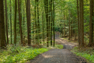 Waldweg im Frühling