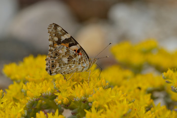 Distelfalter auf Mauerpfeffer