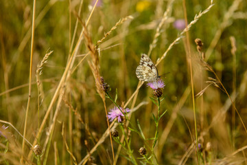 Schachbrett (Melanargia galathea) auf Sommerwiese