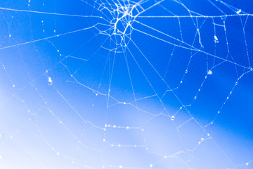 spider, web in blue