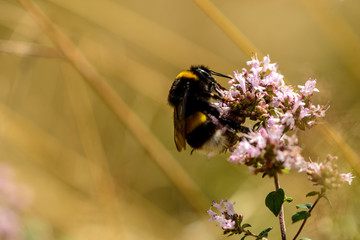 Hummel beim Pollensammeln auf Wildkraut