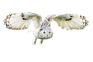 Snowy owl in flight with outstretched wings