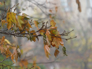 autumn leaves on tree