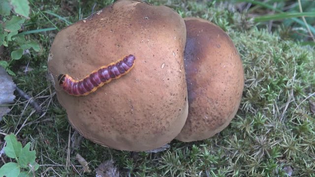 Caterpillar crawling on a large mushroom boletus. Common goat moth (Coccus coccus) - pest; wood-destroying insect