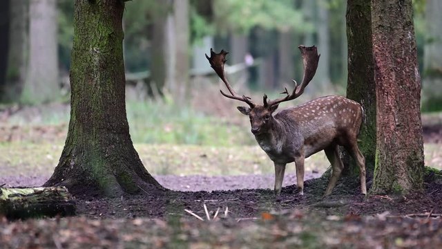 Fallow buck is calling in the forest, mating time, autumn, (dama dama), germany 