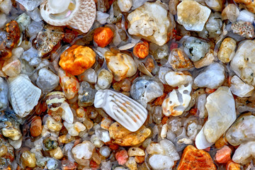 Shells pebbles and water