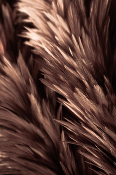 Beautiful abstract white gray and orange yellow brown feathers on