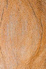Seamless tree bark texture. Endless wooden background for work