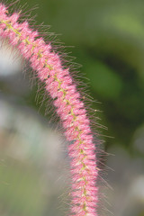 Pink grass flowers blooming in winter, close-up shot