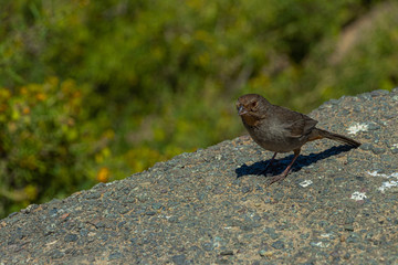 sparrow on branch