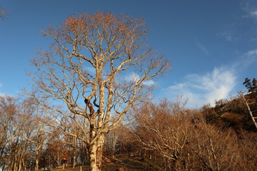 大台ケ原　日出ヶ岳からの雲海
