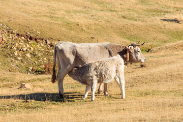 Brown cow feeding her calf in the mountains