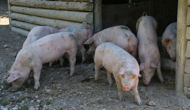 Une belle vie de cochon