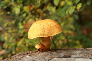 Champignons de souche gymnopilus spectabilis