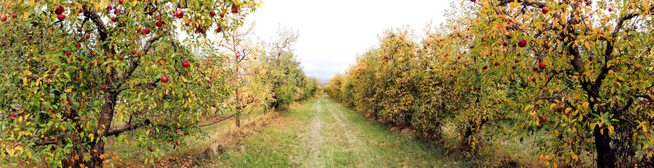 apple orchard panorama in autumn - obrazy, fototapety, plakaty
