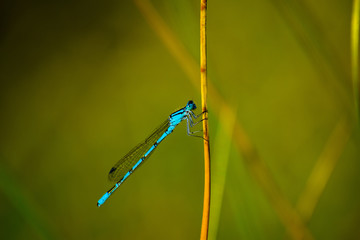 dragonfly on blade of grass