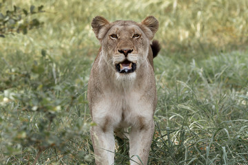 Lioness in Kruger Park South Africa