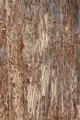Obraz premium Old wooden and painted surface with exfoliated paint. Several layers of paint with cracks.