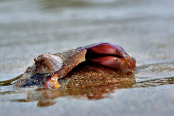 Shell in the wet sand
