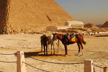 Zwei Pferde in der Wüste