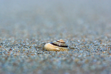 shell on the beach
