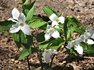 Trilliums in Bloom