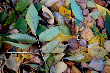 background with autumn colorful leaves
