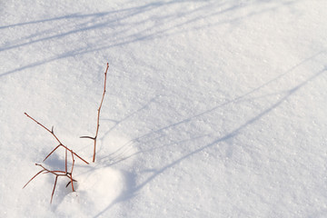 branch with thorns covered with snow. Branche et &eacute;pines sortant de la neige, Qu&eacute;bec, Canada, Am&eacute;rique du Nord