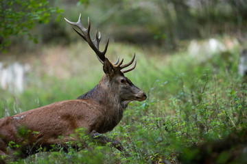 profil de cerf  © pierre