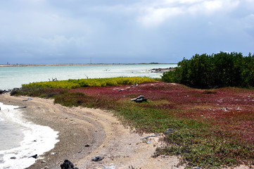 Bonaire Landscape