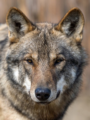 Naklejka na ściany i meble Close up portrait of a grey wolf (Canis Lupus)
