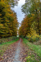Radweg durch den Wald