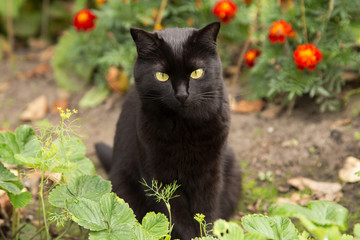 Naklejka na ściany i meble Cute bombay black cat with yellow eyes sits in garden with flowers. Outdoors, nature 