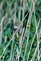 Blaukehlchen (Luscinia svecica)