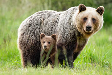 An adorable cub and adult female of brown bear, ursus arctos, with fluffy coat, united in the...